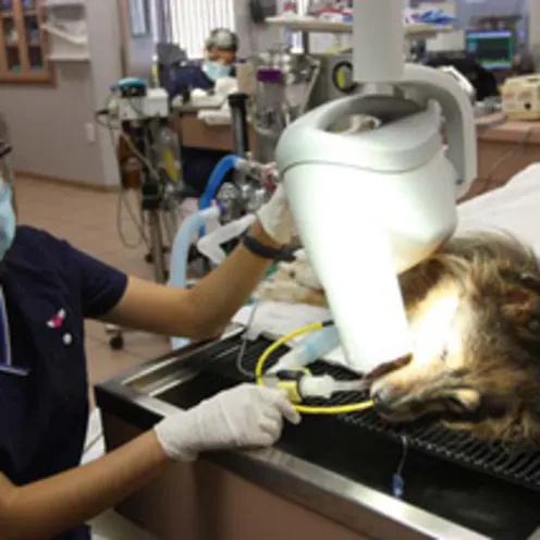 dental work on a dog at Bay Glen Animal Hospital